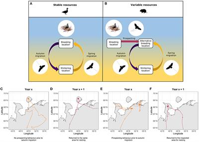 Arctic Migratory Raptor Selects Nesting Area During the Previous Breeding Season